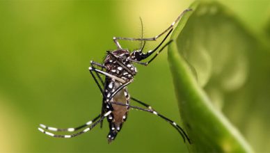 Dịch vụ phun thuốc diệt muỗi tại Lạng Sơn