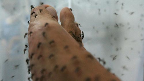 Dịch vụ phun thuốc diệt muỗi tại Bạc Liêu