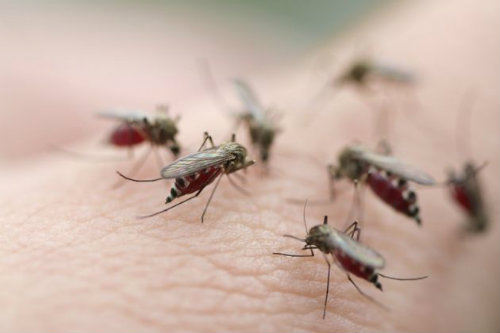 Dịch vụ phun thuốc diệt muỗi tại Cao Bằng