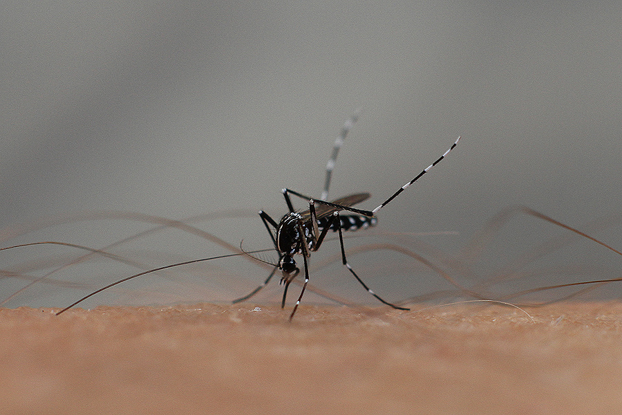 Dịch vụ phun thuốc diệt muỗi tại Nam Định