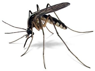 Dịch vụ phun thuốc diệt muỗi tại Bạc Liêu