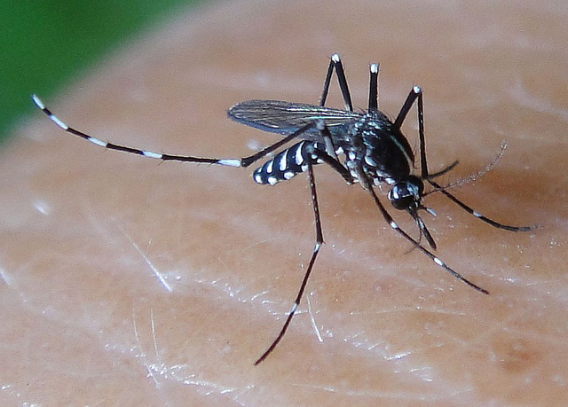 Dịch vụ phun thuốc diệt muỗi tại Đà Nẵng