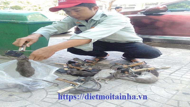 Dịch vụ diệt chuột tỉnh Bắc Ninh