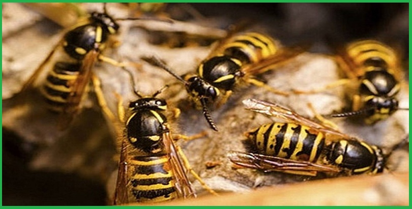Công ty diệt ong tại Đồng Nai