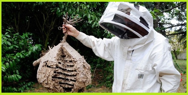 Công ty gỡ tổ ong uy tín tại Hà Nội