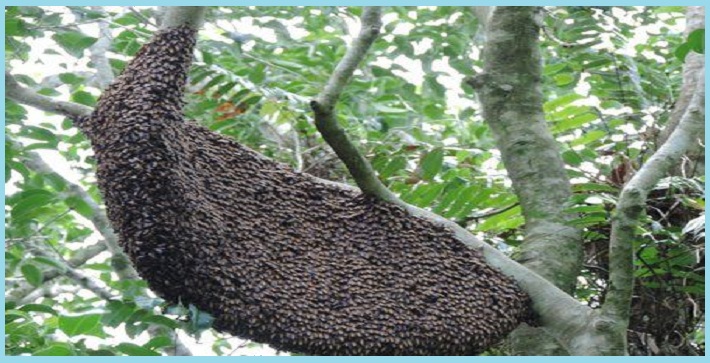 Đơn vị bắt ong tại Đà Nẵng