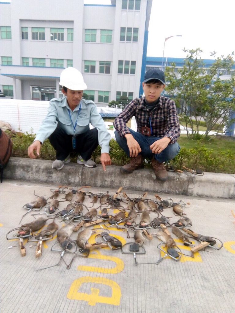 dịch vụ diệt chuột tại Hà Nội